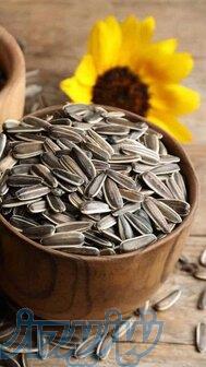فریر؛ اعتبار صنعتی حاصل ۲۰ سال تجربه 