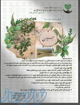 درختچه یادگاری در تشریفات نامیرا 