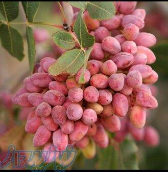 مشاوره رایگان و تجویز کود تخصصی باغات پسته 