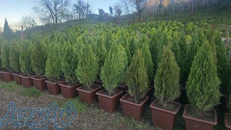 نخل نیکولای،زامفولیا،مانسترا،گوش گرگی 