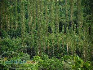 فروش باغ در منطقه امامه