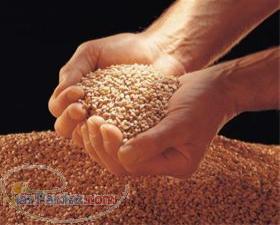 شرکت تهیه وتولید بذرو نهال پیشگامان فارس