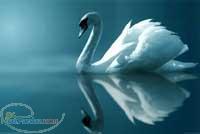 پذیرش نمایندگی و عامل فروش از کلیه شهرها(کاری زیبا