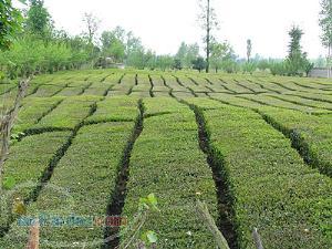 فروش باور نکردنی زمینهای بزرگ و هکتاری