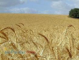 فروش زمینهای کشاورزی به قیمت باور نکردنی