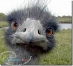 توليد و فروش سرب پرده