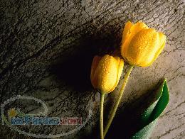 ذرت- جو- کنجاله سویا وتخم پنبه - متیونین-