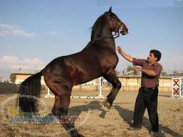 فروش اسب و کره اسب با قيمت مناسب