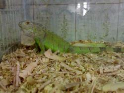 فروش بچه ایگوانا سبز