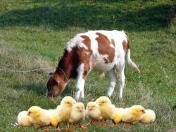 مکمل دام طیور پرمیکس مرغ مادر تخمگذار  - تهران