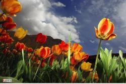 فروش نایلون و نایلکس  - قم