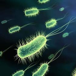 آنتی باکتری  ضد میکروب  ضد قارچ  ضد بو