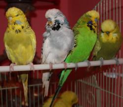 مرغ عشق  - تهران