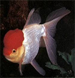 فروش عمده ماهیان اکواریومی گوپی سوارتر