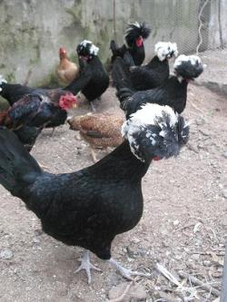 مرغ و خروس تز ئینی  - اصفهان