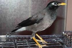 مرغ مینا سخنگو  - تهران