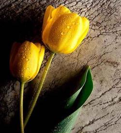 خوابگاه (پانسیون) دخترانه لاله