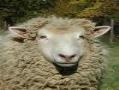 برنامه آموزشی پرورش گوسفند