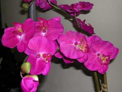 فروش زیباترین بوته های ارکیده  - تهران