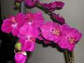 فروش زیباترین بوته های ارکیده  - تهران