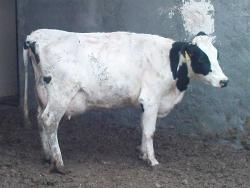 فروش گاو وتلیسه  - تهران