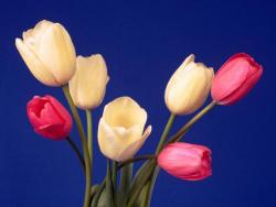 فروش فوری فوری باغ محصور مشجر فول