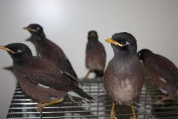 جوجه مینا  - تهران