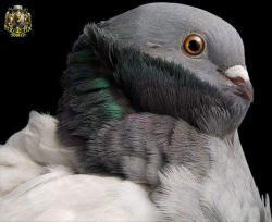 فروش انواع کبوتر