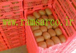 فروش کیوی صادراتی