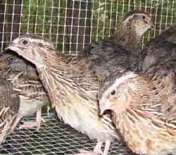 بلدرچین زنده  مولد  گوشتی  تخم نطفه دار  - سمنان