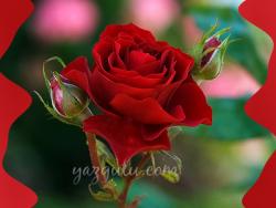 کـــــاج تهــــــران  ســـــــرو خمره ا