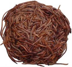 کرم خاکی eisenia foetida