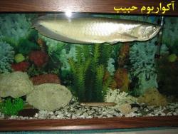 فروش ماهی آروانا  - تهران