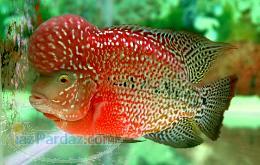 فروش ماهی فلاول