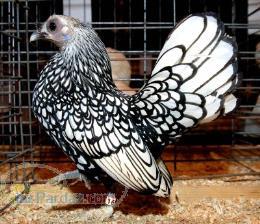 تخم نطفه دار مرغ و خروس زينتي