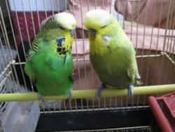 قیمت مرغ عشق ، خرید مرغ عشق در تهران