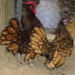 فروش تعداد محدودی مرغ و خروس مینیاتوری