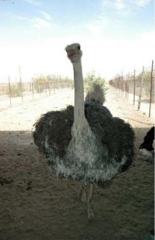 خریدوفروش شتر مرغ