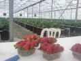 آموزش کشت توت فرنگی  - تهران