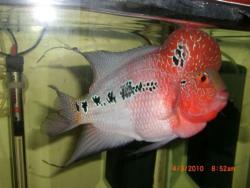 ماهی آکواریومی فلاور گونه zz  - تهران