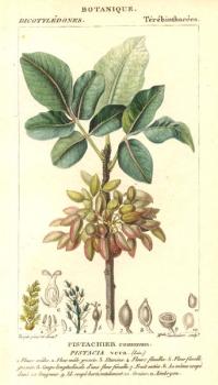 سبز پیستاک  - كرمان