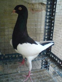 فروش نژاد های اصیل کبوتر