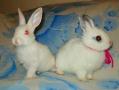 فروش خرگوش