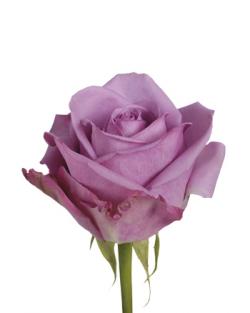 انواع قلمه رز هلندی آشیانه سبز تهران  - تهران