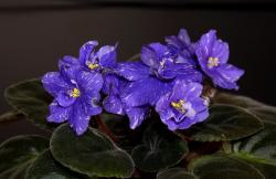 فروش بنفشه آفریقایی  - تهران