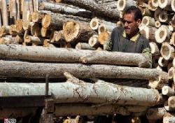 خرید و فروش انواع چوب توسکا  گردو