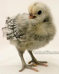 فروش جوجه مینیاتوری