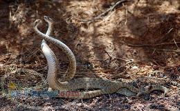 خدمات مهندسی ایمنی بهداشت و محیط زیست