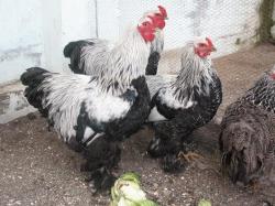 فروش مرغ وخروس امپراتور  - اصفهان