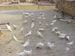 کبوتر پلاکی  - اصفهان